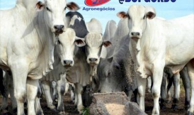 Mercado do boi reage com alta nas arrobas
