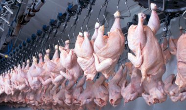 Exportações de frango quase batem 400 mil t