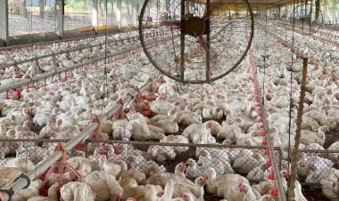 CEPEA: Elevação no preço do frango; Exportações se reaquecem