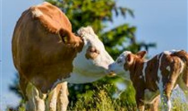 Brasil terá primeiro mapeamento de embriões bovinos