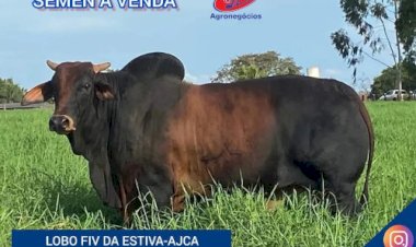 Programa de Melhoramento Genético Bovino atende todas as regiões de Goiás