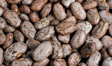 Agricultores familiares de 18 estados recebem bônus do Pronaf em agosto