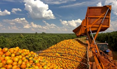 Preço da laranja sobe e mercado reage