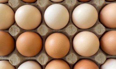 Exportações de ovos crescem mais de 300 porcento em julho e batem recorde de receita