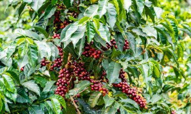 Café paranaense obtém Denominação de Origem inédita
