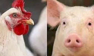Exportadores de frango e suíno estimam US$ 210 MI com Filipinas