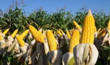 Goiás: VBP do milho atinge R$16,8 bilhões em 2025