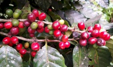 Café volta a subir em Nova York com oferta limitada, tarifaço dos EUA e dólar fraco