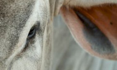 18ª ExpoGenética: confira a programação de sexta-feira (22)
