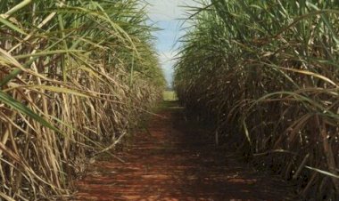 Setor sucroalcooleiro apoia Operação Carbono Oculto; Ribeirão Preto era núcleo financeiro do PCC
