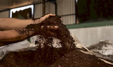 Resíduo de café vira biometano e abastecerá indústria com energia limpa
