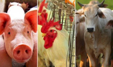 Desempenho do frango, boi e suíno vivos em agosto e nos oito primeiros meses de 2025