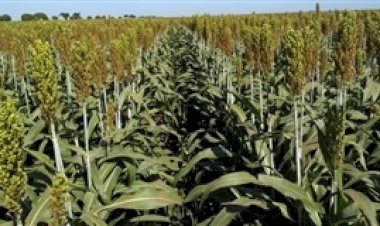 Sorgo cresce como opção lucrativa na safrinha