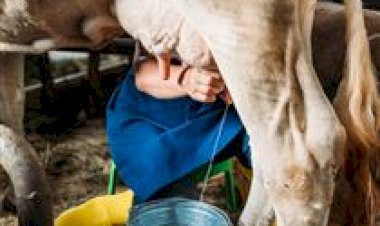 Câmara avança com projeto que amplia benefícios fiscais para agricultores familiares