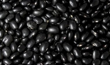 Conab realiza leilões para apoiar produtores de feijão do Sul do país