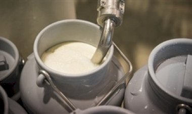 Leite mato-grossense tem primeira queda de 2025