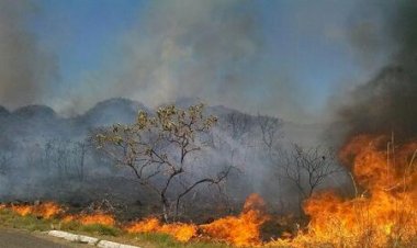 Brasil registra quinto maior índice de área queimada desde 2003, com Cerrado em alerta