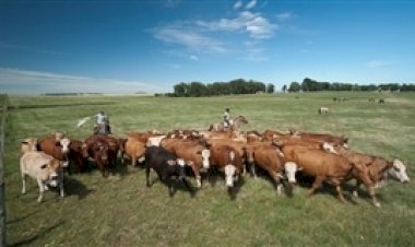 México e EUA ampliam compras de carne bovina goiana