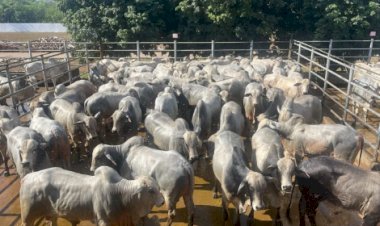 Produção pecuária em 2024 soma R$ 123,9 bilhões e consolida carnes e leite como pilares do agro