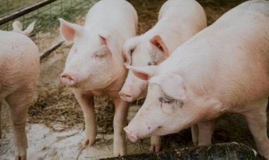 Chile é o segundo maior destino da carne suína brasileira