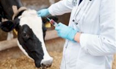 Tuberculose bovina: sintomas, riscos e prevenção no rebanho