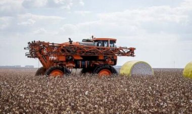 Produção de algodão se concentra em três microrregiões