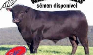 Pecuária adota inovação inspirada pela NASA no rebanho