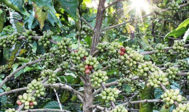 Conselho Nacional do Café avalia adiamento da EUDR e reforça diálogo com União Europeia