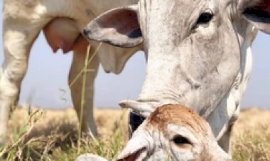 Preço de bezerros sobe em Mato Grosso