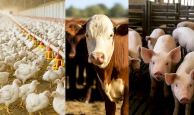 Desempenho do frango, boi e suíno vivos em setembro e nos nove primeiros meses de 2025