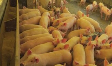 Exportações de carne suína batem recorde histórico em setembro