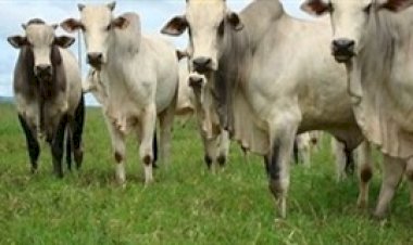 Doença viral em bovinos na Espanha acende alerta