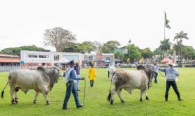 Exposição Internacional de Brahman começa na próxima semana e terá jurado do Paraguai