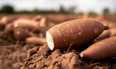 Preço da mandioca dispara com oferta restrita no campo