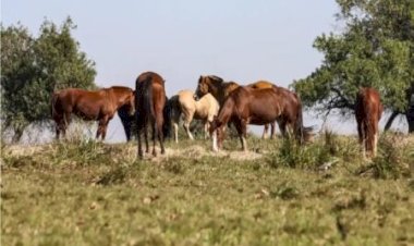 Contaminação no feno pode ter intoxicado 20 cavalos em haras de Goiânia; 5 animais morreram