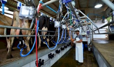 Sustentabilidade e eficiência guiam o futuro da pecuária leiteira