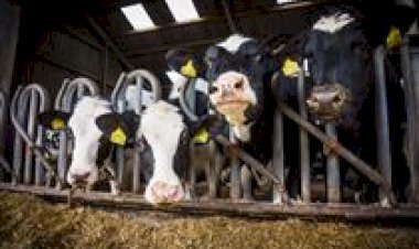 PI: Embrapa lança projeto para fortalecer pecuária