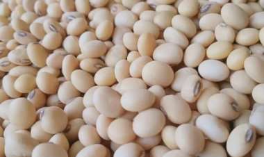 Soja sobe com produtor focado na nova safra