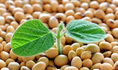 Safra recorde e processamento industrial elevam projeção do PIB da cadeia de soja e biodiesel em 11,29 porcento