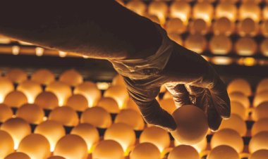 Singapura abre mercado para ovos-produto do Brasil em movimento estratégico para a Ásia