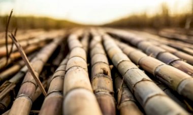 IPPA-Cana-Café impulsiona preços do agro em setembro