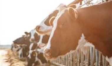 Beef on dairy impulsiona nova fase da pecuária nos Campos Gerais