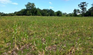 Falta de chuva e frio freiam semeadura da soja
