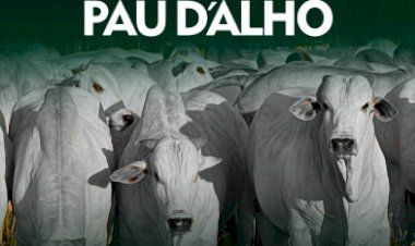 LEILÃO DE TOUROS NELORE PAU D'ALHO