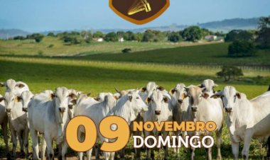 522° LEILÃO VIRTUAL MB LEILÕES