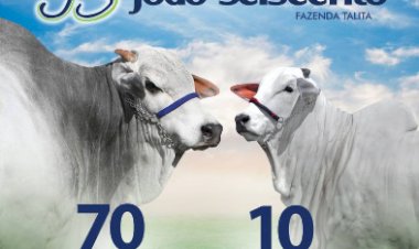 8º LEILÃO VIRTUAL JOÃO SEISCENTO