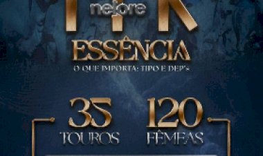 5° LEILÃO VIRTUAL NELORE MK