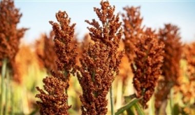 Santa Catarina incentiva produção de sorgo granífero