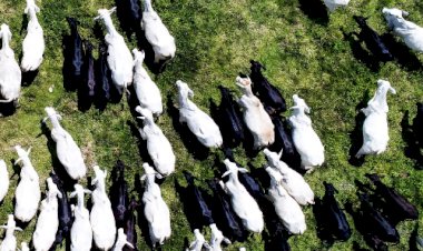 Brazilian Beef expande rotas comerciais e fortalece presença no mercado chinês