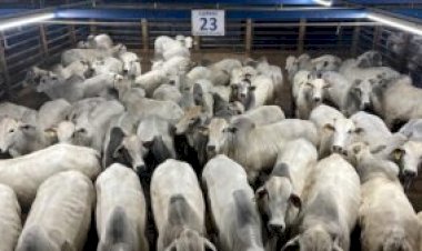 Circuito Nelore avalia 760 animais em etapa realizada em Alta Floresta